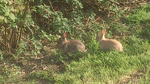 Rabbits