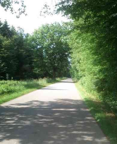 Picture of a quiet road in summer